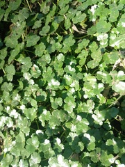 Hydrocotyle ranunculoides