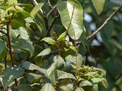 Mallotus repandus