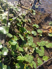 Hydrocotyle ranunculoides