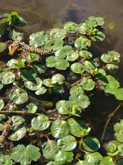 Hydrocotyle ranunculoides