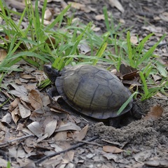 Terrapene carolina major