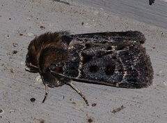 Proteuxoa sanguinipuncta
