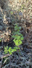 Ribes divaricatum pubiflorum