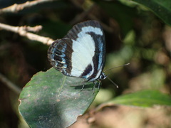 Psychonotis caelius