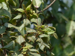 Mallotus repandus