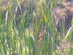 Typha angustifolia