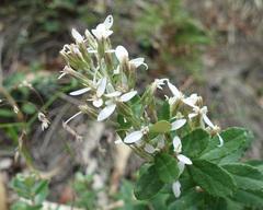 Olearia myrsinoides