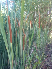 Typha angustifolia