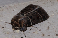 Proteuxoa sanguinipuncta