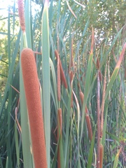 Typha angustifolia