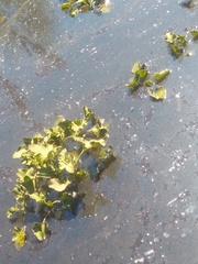 Hydrocotyle ranunculoides