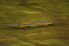 Prochilodus lineatus