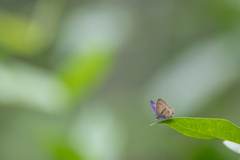 Catopyrops florinda