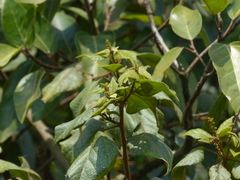 Mallotus repandus