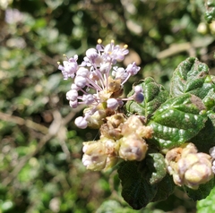 Ceanothus impressus nipomensis