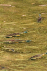 Prochilodus lineatus