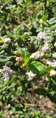 Ceanothus impressus nipomensis