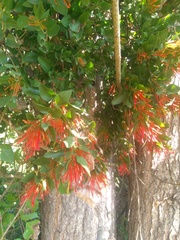 Tristerix corymbosus