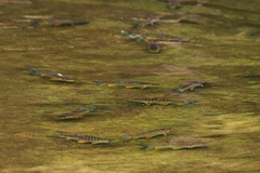 Prochilodus lineatus