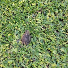 Rhinella dorbignyi