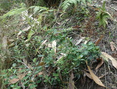 Olearia myrsinoides