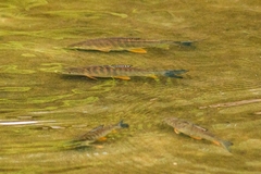 Prochilodus lineatus