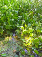Pontederia crassipes
