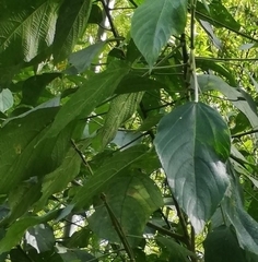 Erythrina rubrinervia