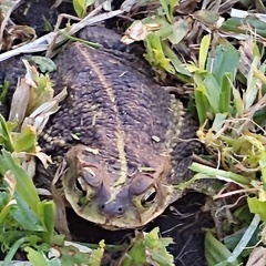 Rhinella dorbignyi