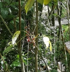 Erythrina rubrinervia