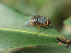 Calliphora stygia