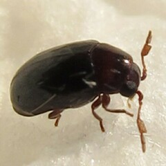 Calymmaderus nitidus