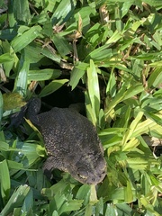 Rhinella dorbignyi