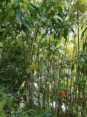 Erythrina rubrinervia