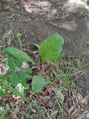 Magnoliopsida