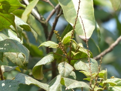 Mallotus repandus