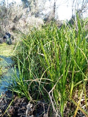 Carex riparia