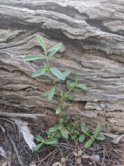 Polygala linarifolia