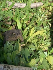 Rhinella dorbignyi