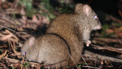 Potorous tridactylus