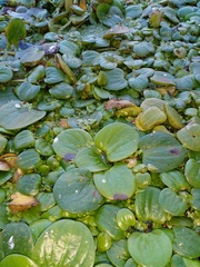 Limnobium laevigatum