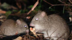 Potorous tridactylus