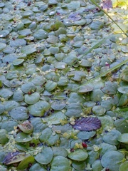 Limnobium laevigatum