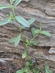 Polygala linarifolia