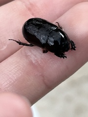 Pentodontini