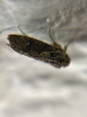 Acrolophus walsinghami