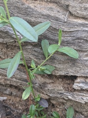 Polygala linarifolia