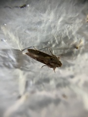 Acrolophus walsinghami