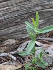 Polygala linarifolia