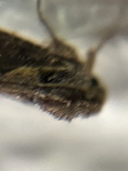 Acrolophus walsinghami
